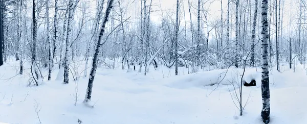 Śnieg w lesie zimowym. — Zdjęcie stockowe