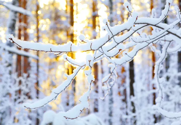 Nascer do sol na floresta de inverno — Fotografia de Stock