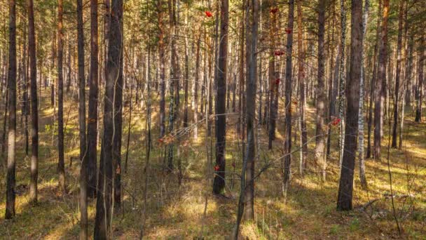 Sol matutino en bosque otoñal . — Vídeos de Stock