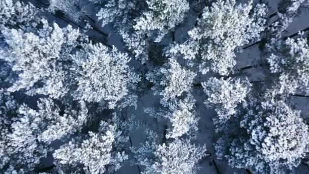 Luchtvlieg Bevroren Besneeuwde Naaldbomen Luchtdrone Zicht Het Besneeuwde Bos — Stockvideo