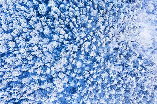 Vuelo Aéreo Sobre Árboles Forestales Coníferas Cubiertos Nieve Congelados Vista — Foto de Stock