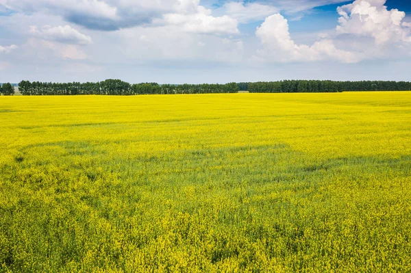 stock image Yellow blooming field in the countryside. Blooming rapeseed.