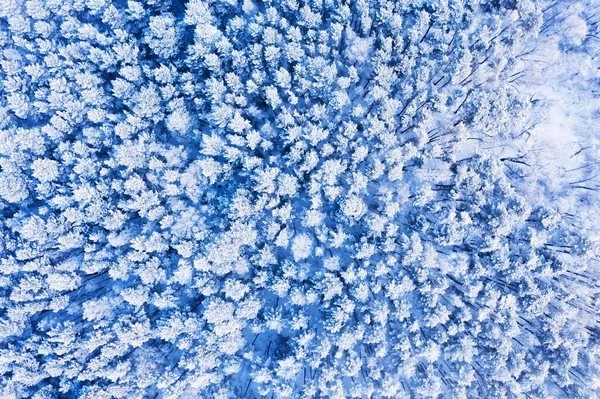 Aerial Fly Frozen Snowy Covered Coniferous Forest Trees Aerial Drone Stock Photo