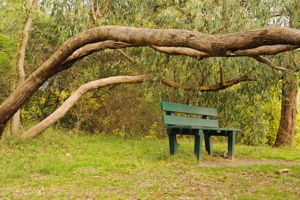 Bush in blossom and bench — Stock Photo, Image