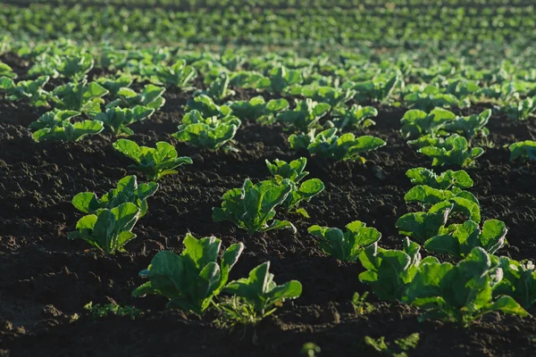 Lettuce plantation details — Stock Photo, Image