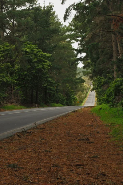 Road side i skogen — Stockfoto