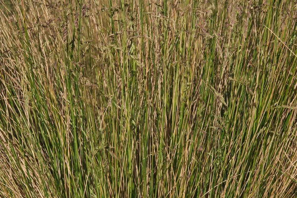 Textura de hierba larga —  Fotos de Stock