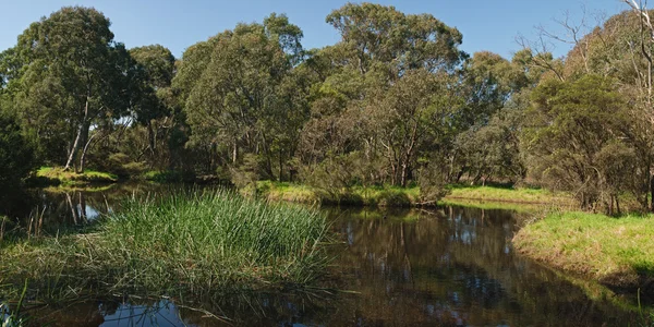 Vijver in het park — Stockfoto