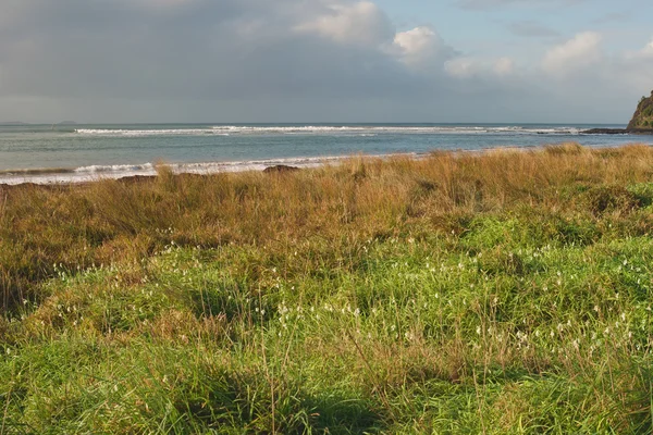 Bloemen en gras op strand — Stockfoto