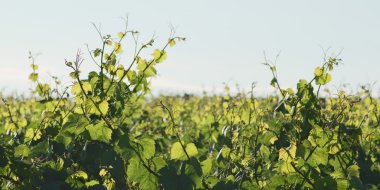 Gün ışığında üzüm yaprakları