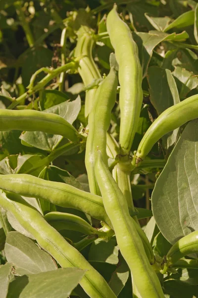 Groeiende tuinbonen — Stockfoto