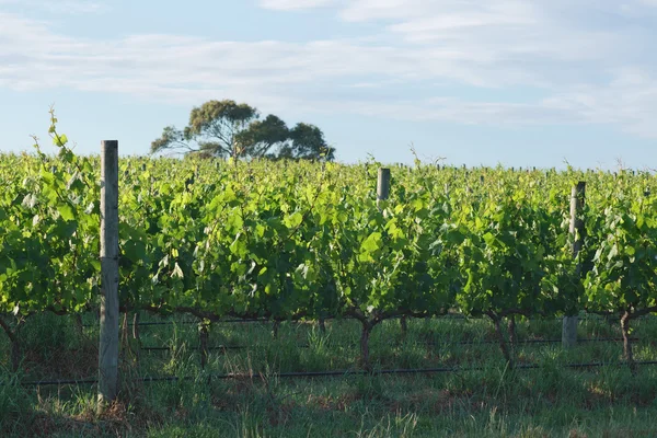 Row of grapes at winery — Stock Photo, Image