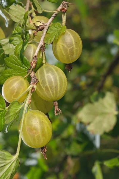 Gooseberry berries in row — Stock Photo, Image