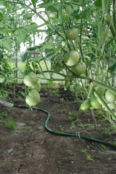 Hydroponische Tomaten — Stockfoto