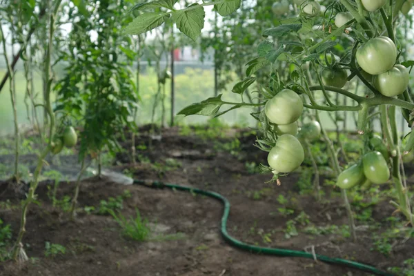 水耕栽培トマトおよびホース — ストック写真