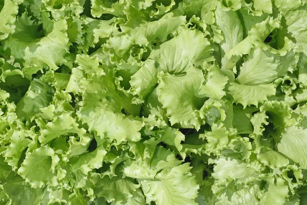 Lettuce background — Stock Photo, Image