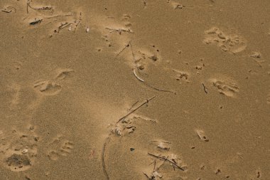 kum üzerine rastgele izleri