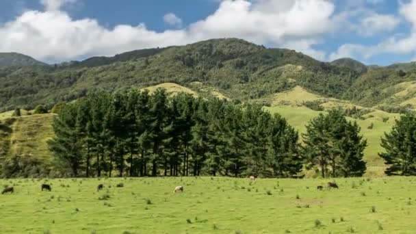 Intervalle de temps des bovins dans les pâturages en plein air sur la ferme bio nature dans les montagnes vertes de Nouvelle-Zélande — Video
