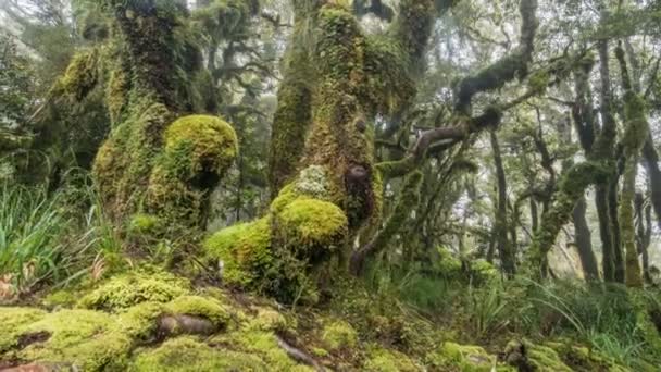 Magiczne drzewa leśne w zielonej naturze w Nowej Zelandii dziki las krajobraz Czas upływa — Wideo stockowe