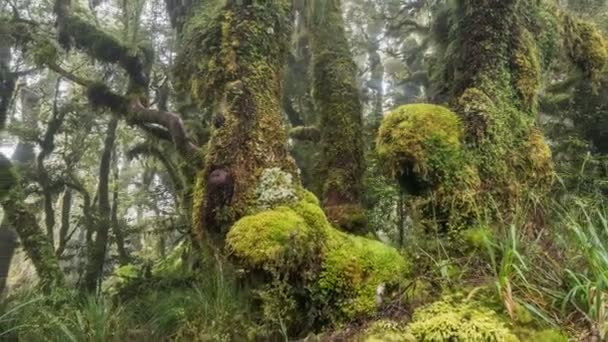 Ομορφιά της πράσινης αρχέγονης φύσης δάσος στη Νέα Ζηλανδία βουνά — Αρχείο Βίντεο