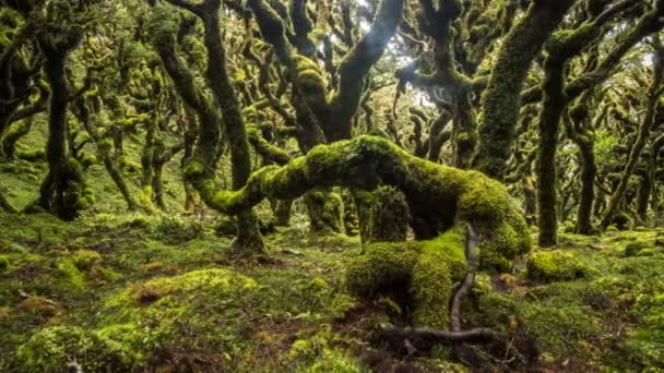 Varázslatos szépség zöld erdő természet fák borított moha az új-zélandi vadonban Az idő múlása — Stock videók