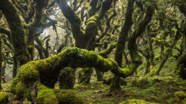 Mystisk av gröna regnskog träd täckta med mossa i Nya Zeeland vild natur Tid förflutit Dolly sköt — Stockvideo
