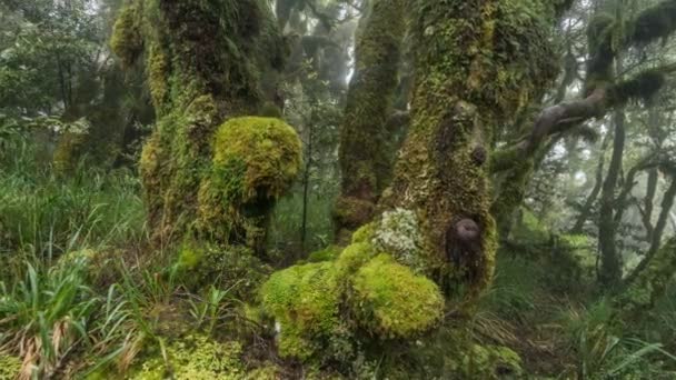 Dimmig skogspark i grön vildmark landskap i ren Nya Zeeland natur — Stockvideo