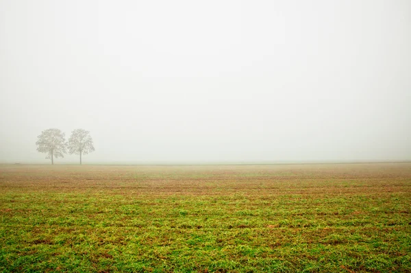 Árvore em nevoeiro — Fotografia de Stock