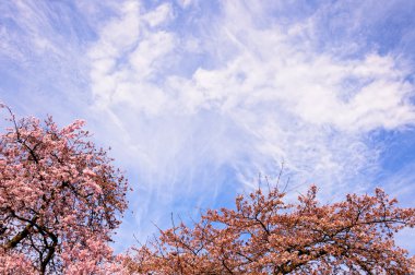 Bahar çiçek açması ağaç dallarında