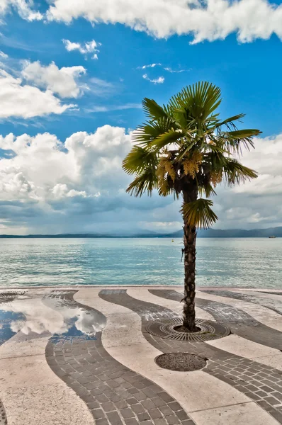 Palm tree on lake Garda boardwalk — Stock Photo, Image