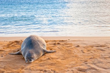 Hawaiian Monk Seal rests on Poipu beach in Kauai, Hawaii clipart
