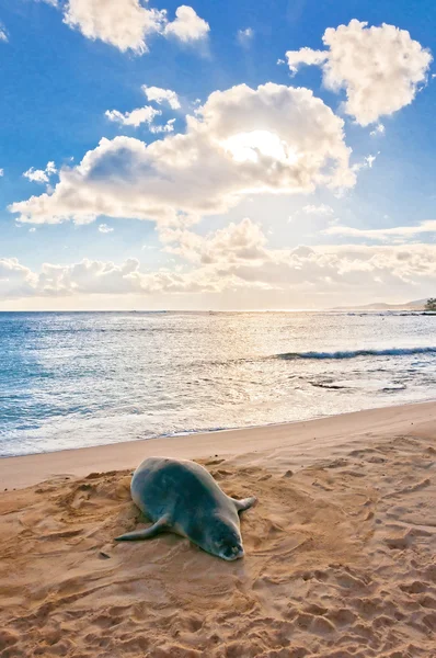 Hawaiian Monk Seal descansa na praia de Poipu em Kauai, Havaí — Fotografia de Stock