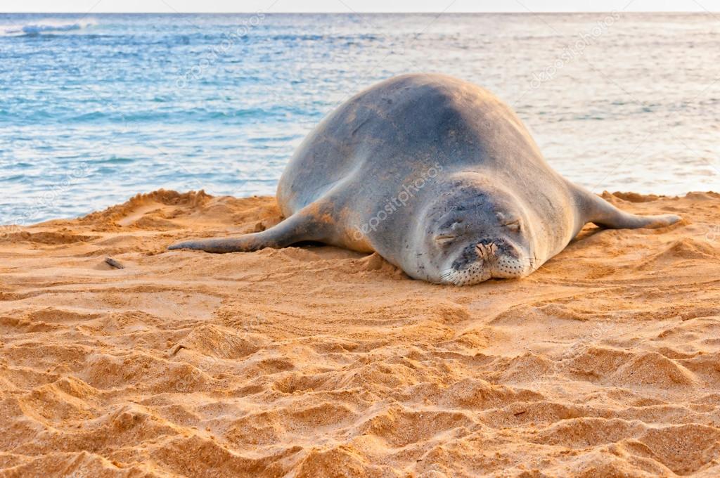 La foca monje hawaiana descansa en la playa de Poipu en Kauai, Hawai