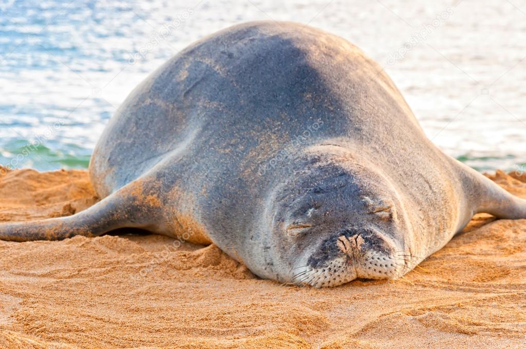 La foca monje hawaiana descansa en la playa de Poipu en Kauai, Hawai 2022