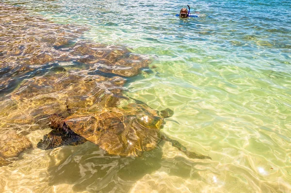 Green Sea Turtle in ocean sea in Maui, Hawaii — Stock Photo, Image