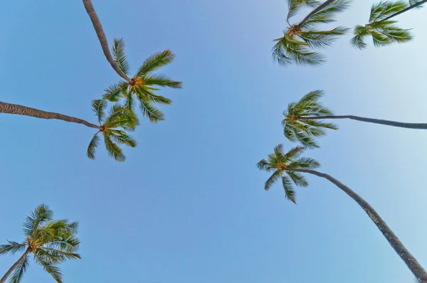 棕榈树与蓝蓝的天空背景 — 图库照片