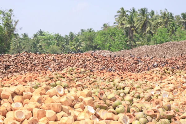 Pilha de casca de coco descartada — Fotografia de Stock