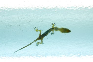 ölü kertenkele veya gecko