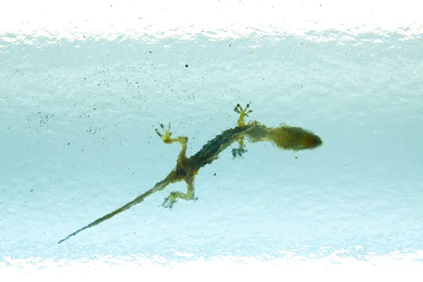 ölü kertenkele veya gecko