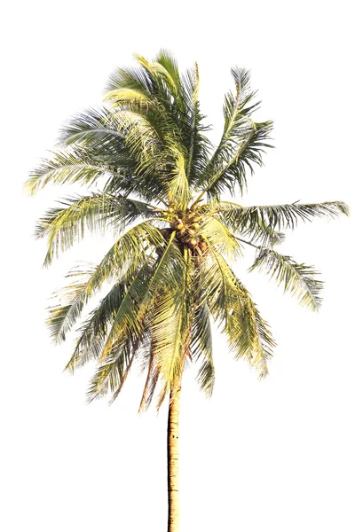 Coconut palm tree — Stock Photo, Image