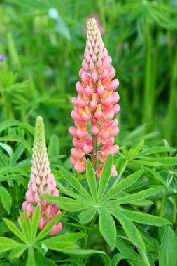 acı bakla çiçekler