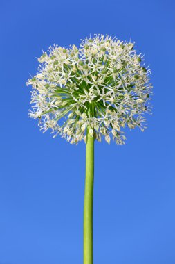 Allium