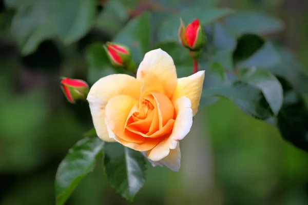 Orange rose — Stock Photo, Image