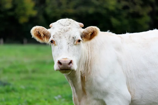 Uma vaca — Fotografia de Stock