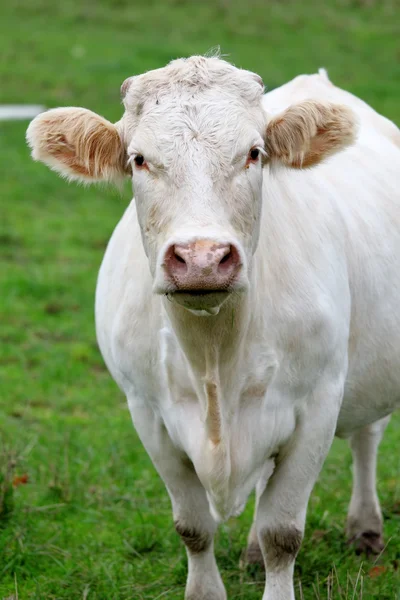 Uma vaca — Fotografia de Stock