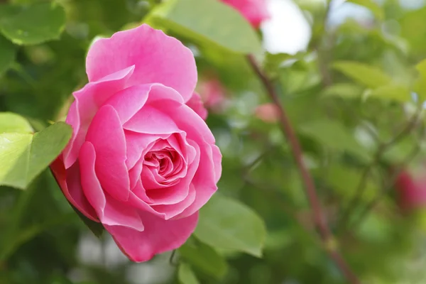 Rosa rosa Imágenes de stock libres de derechos