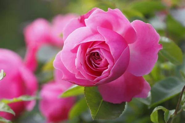 Pink rose Stock Image