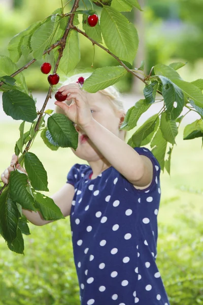 Cherries — Stock Photo, Image