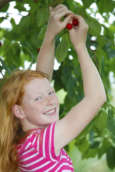 Cherries — Stock Photo, Image