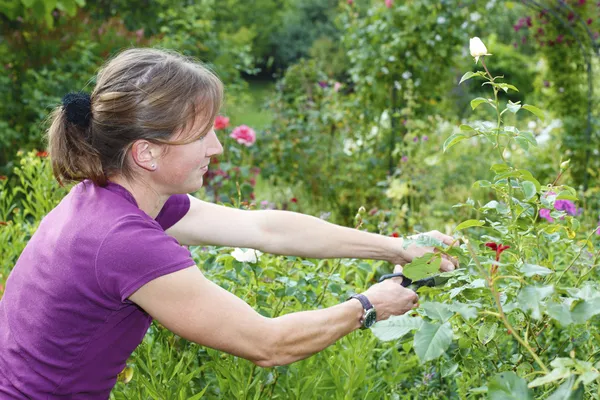 Gartenarbeit — Stockfoto